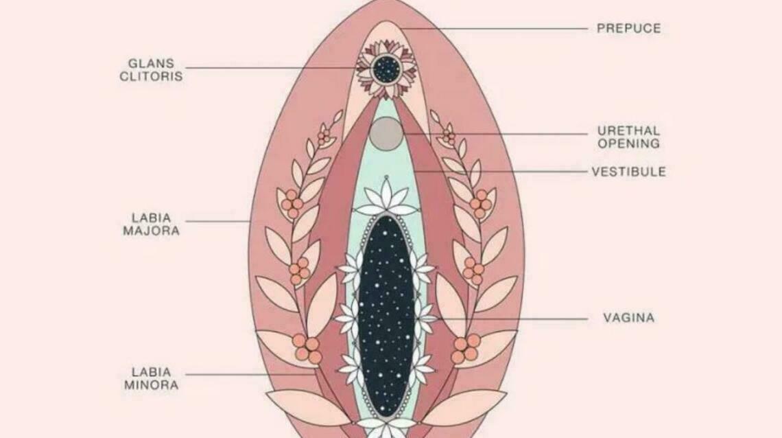 Vagina Tightening Vulvology Are Special Branches Of Female Sexology