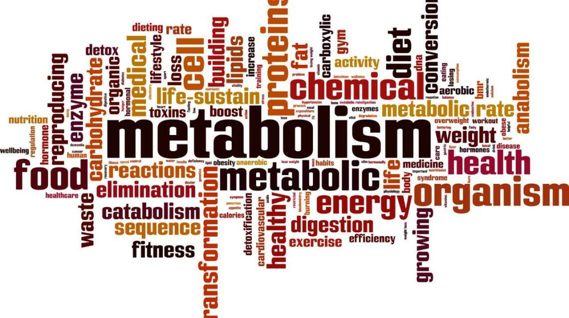 understanding-metabolism