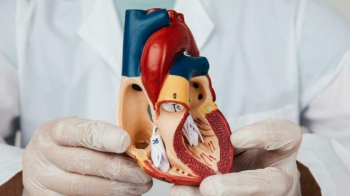 Valve Disorders Exploring the Four Essential Valves of the Heart