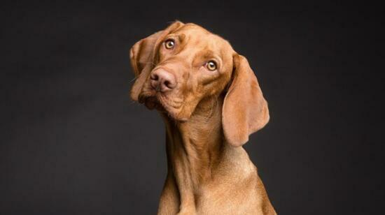 Common Pet Behavioural Issues and How to Address Them