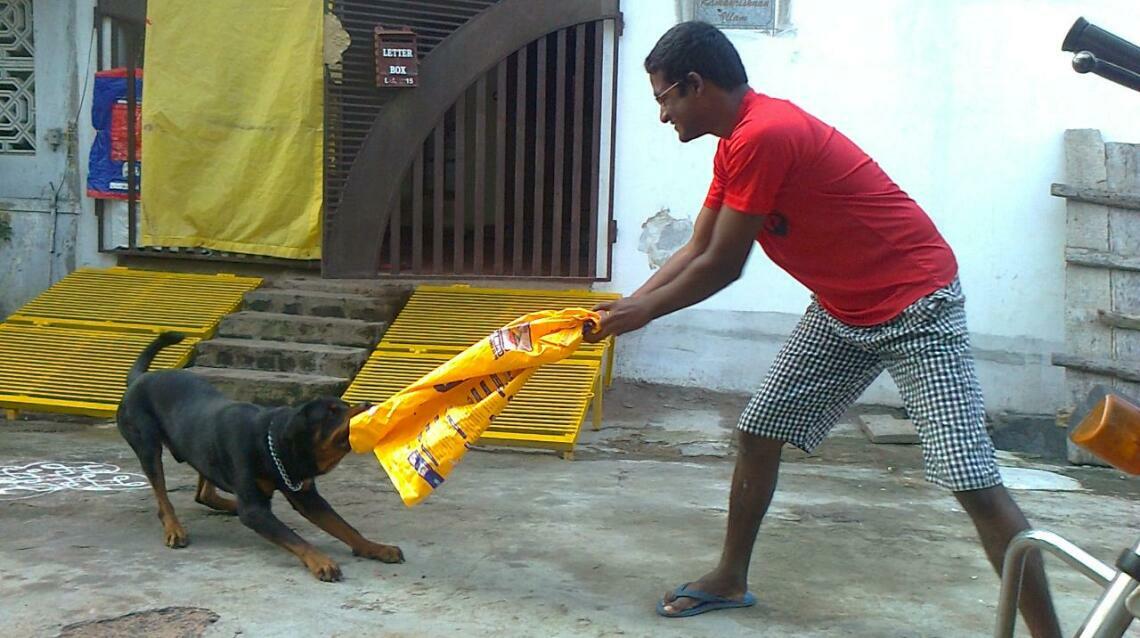 7 Things Which Are Harmful for Dogs