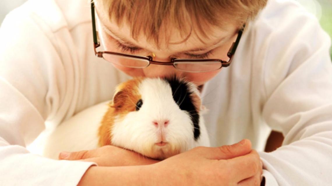 Raising Guinea Pig Beginner's Guide