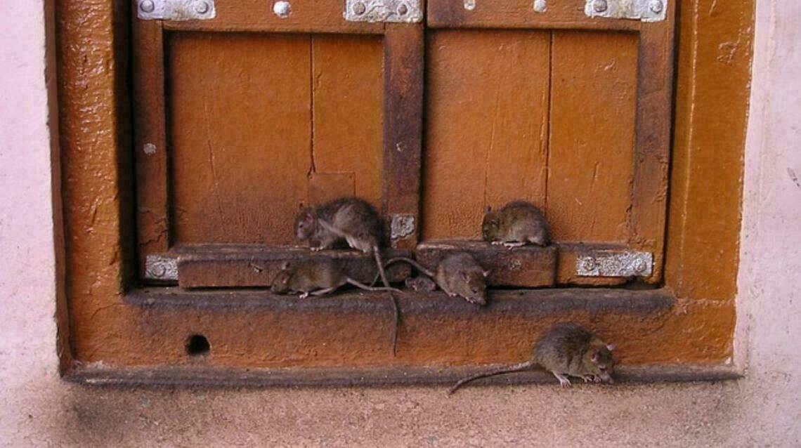 Hantavirus Explained: Should India Be Worried?