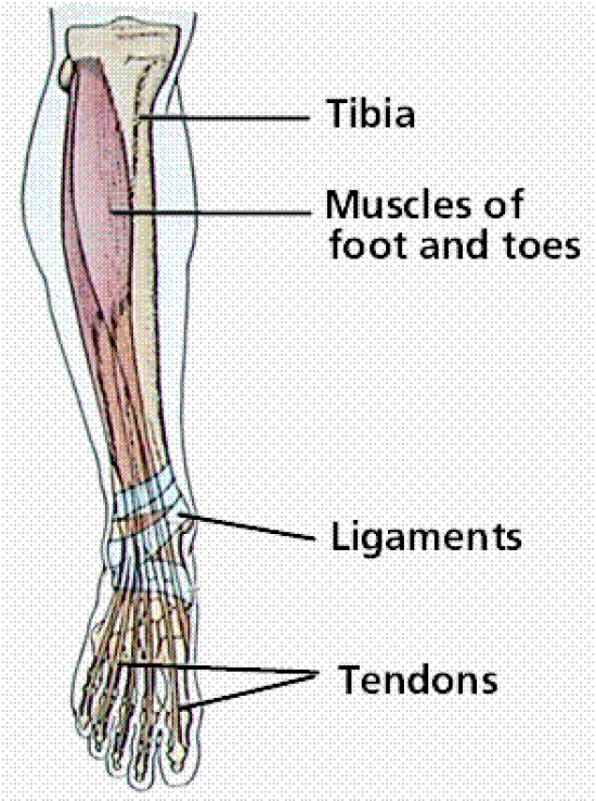 Foot, a complex masterpiece