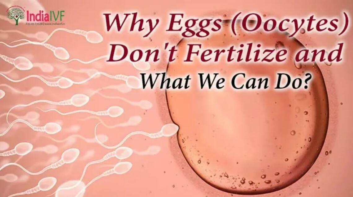 Why Eggs (Oocytes) Don’t Fertilize and What We Can Do?