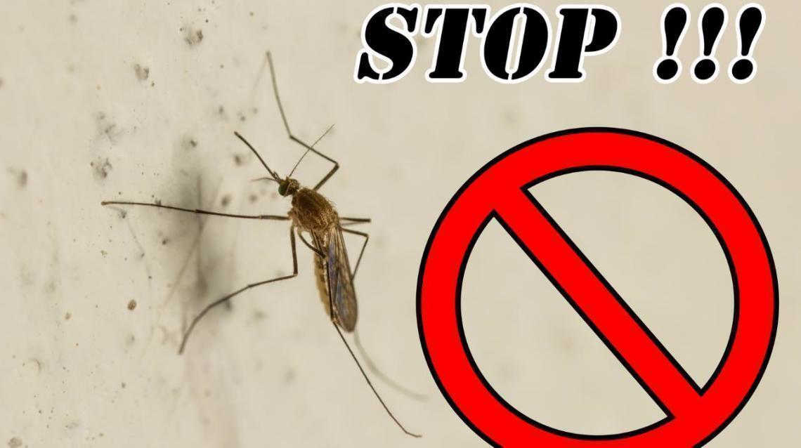 Dengue Management And Prevention By Homeopathy