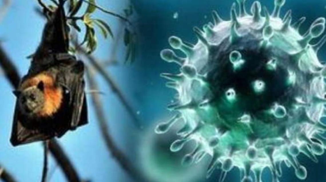 What Is Nipah Virus? Symptoms and Prevention