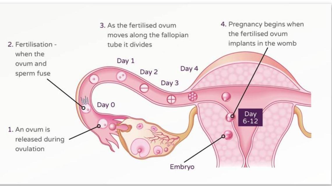 How Do Women Get Pregnant?