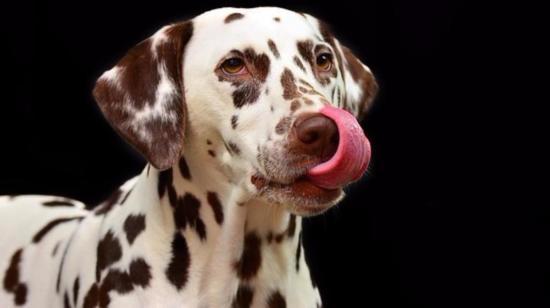 Key Features That Will Keep Your Dog's Skin Healthy