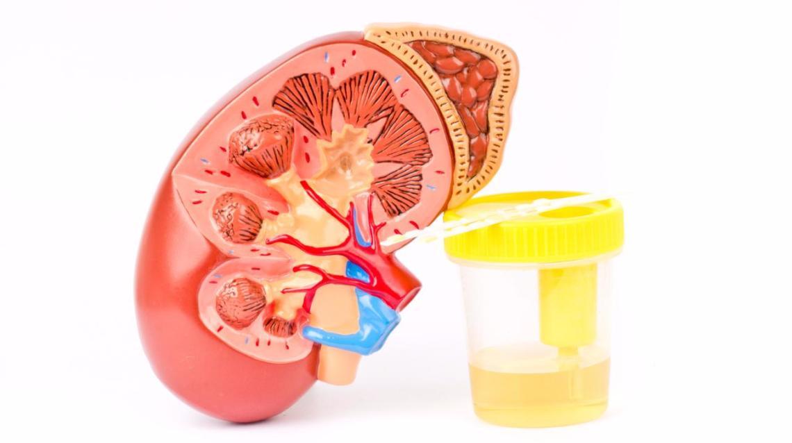 Kidney Disease Sufferers Doubled in India in 15 Years