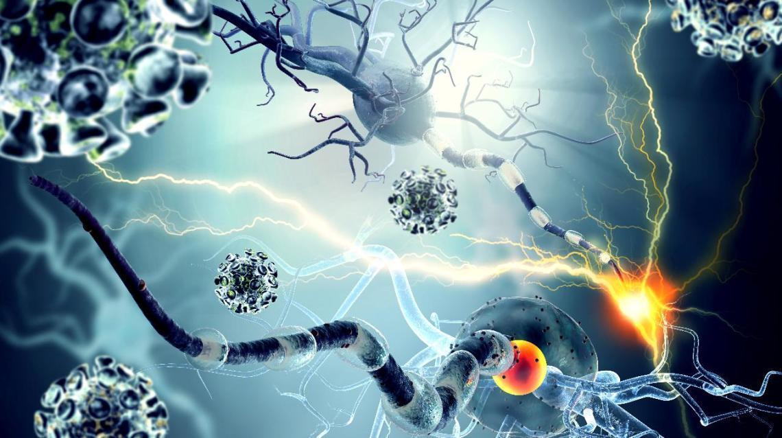 How to Stop Immune System Attacking Yourself