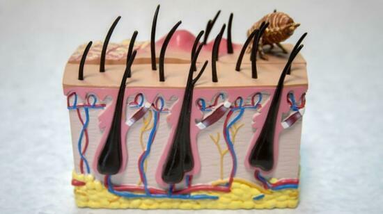 Unraveling the Itchy Mystery: Understanding Atopic Dermatitis in Dogs