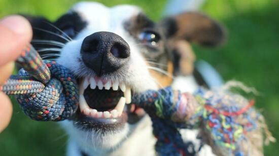 Maintaining Dental Hygiene in Dogs: Just 9 Steps
