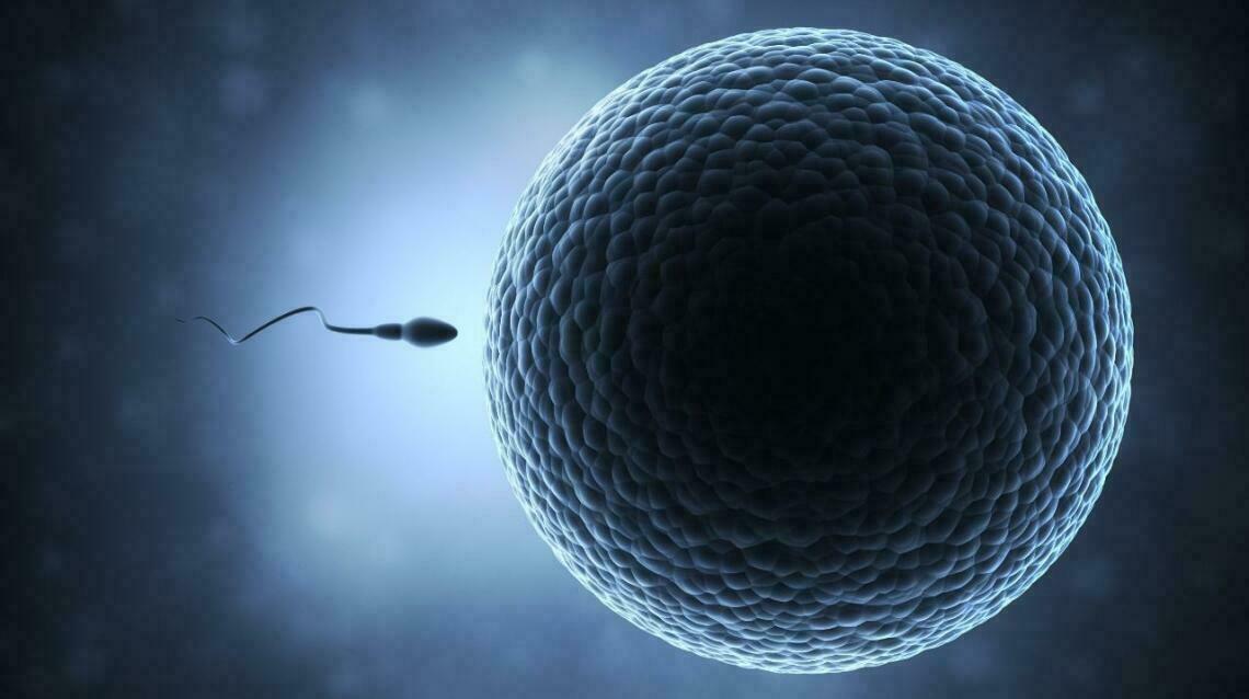 Why Eggs (Oocytes) Don’t Fertilize and What You Can Do?