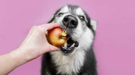 The Ultimate Guide to Dog-Safe Human Foods