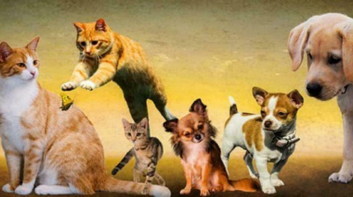 Detailed Overview About Deworming Protocols for Dogs and Cats