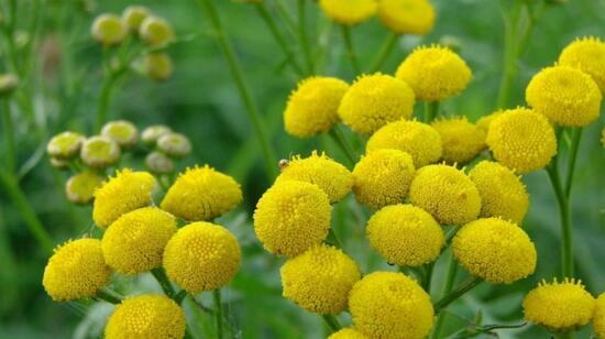 The World's Best Anti Aging.