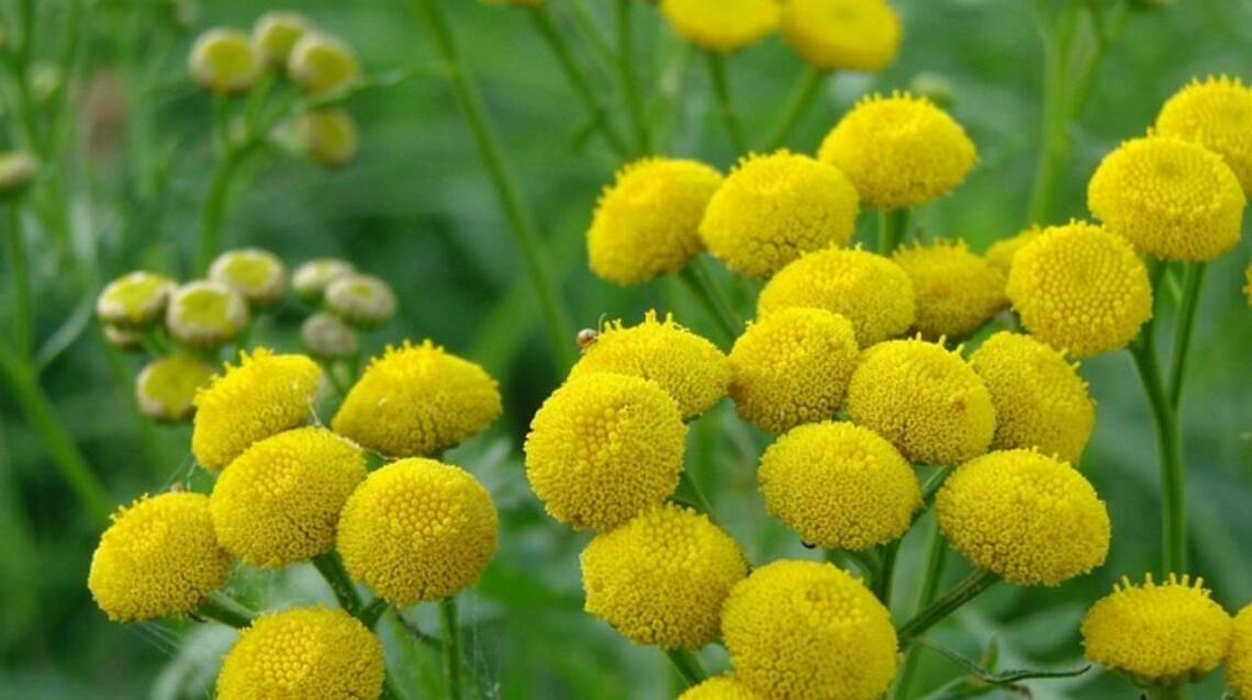 The World's Best Anti Aging.