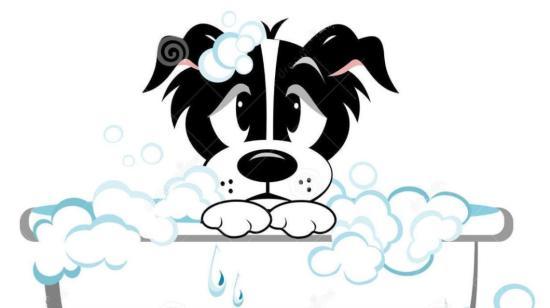 Never Use Human Hair Care Products on Your Dog