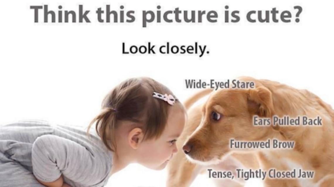 bite by vaccinated dog