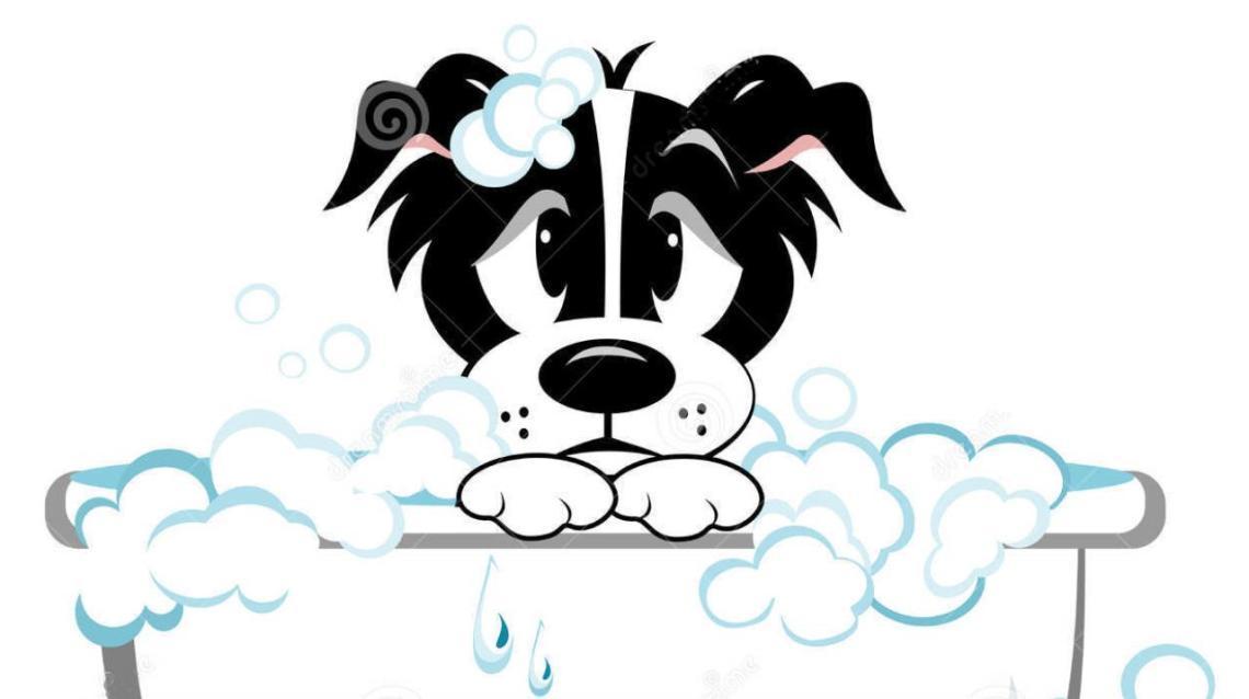 Never Use Human Hair Care Products on Your Dog