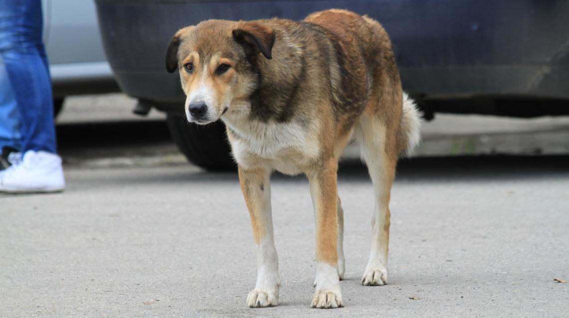 Important Points That You Must Not Ignore While Adopting a Stray Dog or Cat at Home