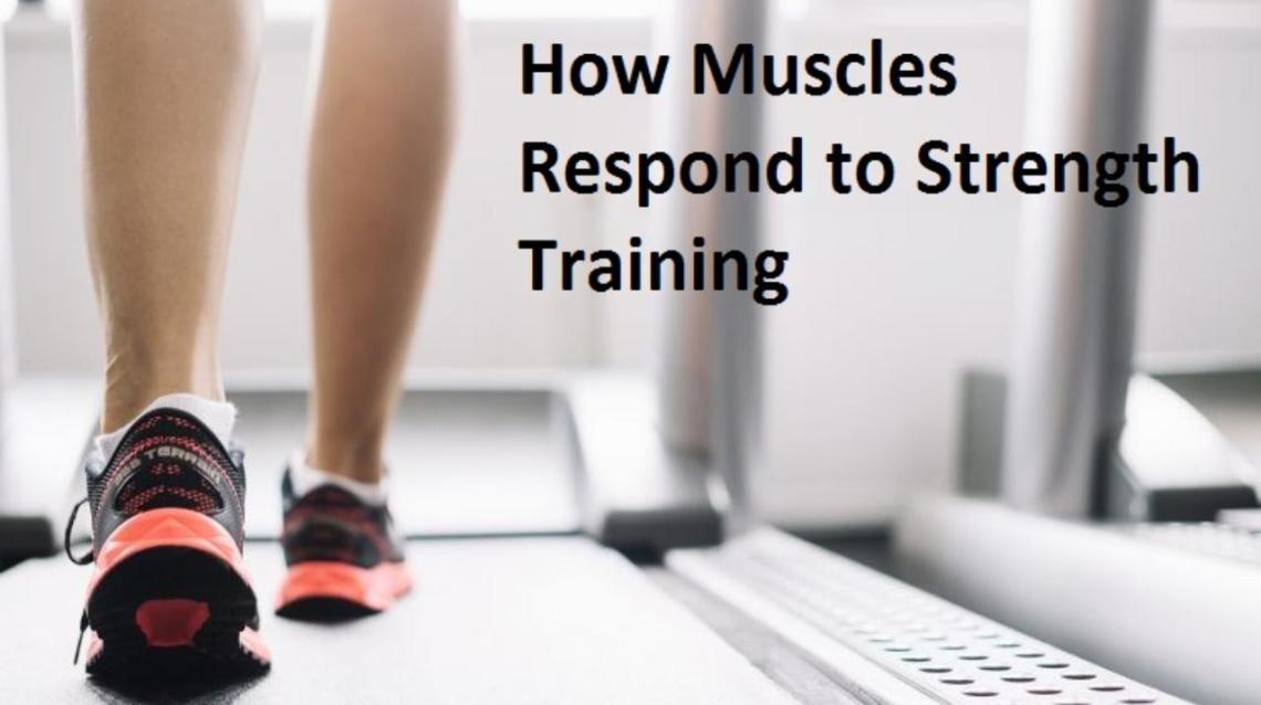 How Muscles Respond to Strength Training