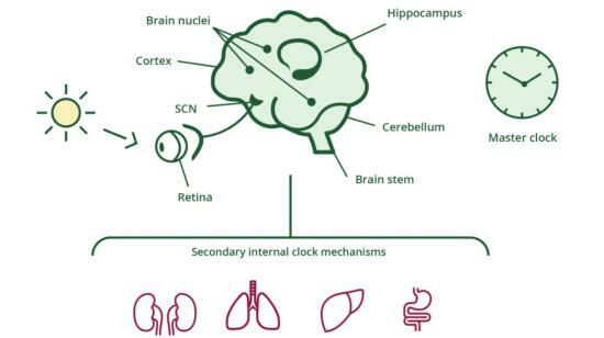 Getting in Sync: How Your Body's Clocks Work Together