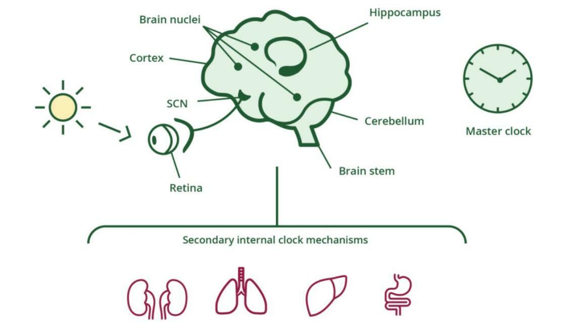 Getting in Sync: How Your Body's Clocks Work Together