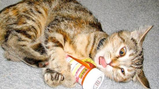 #Whatnottodo Series: Paracetamol (Acetaminophen) Can Kill Your Cat!