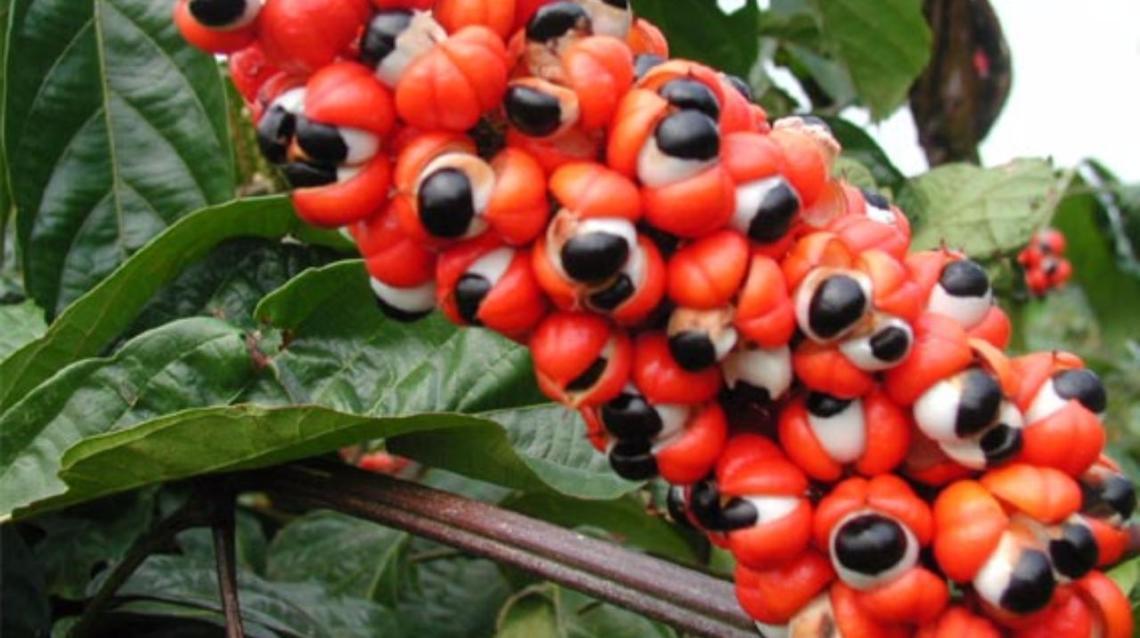 8 Benefits of Eating Guarana