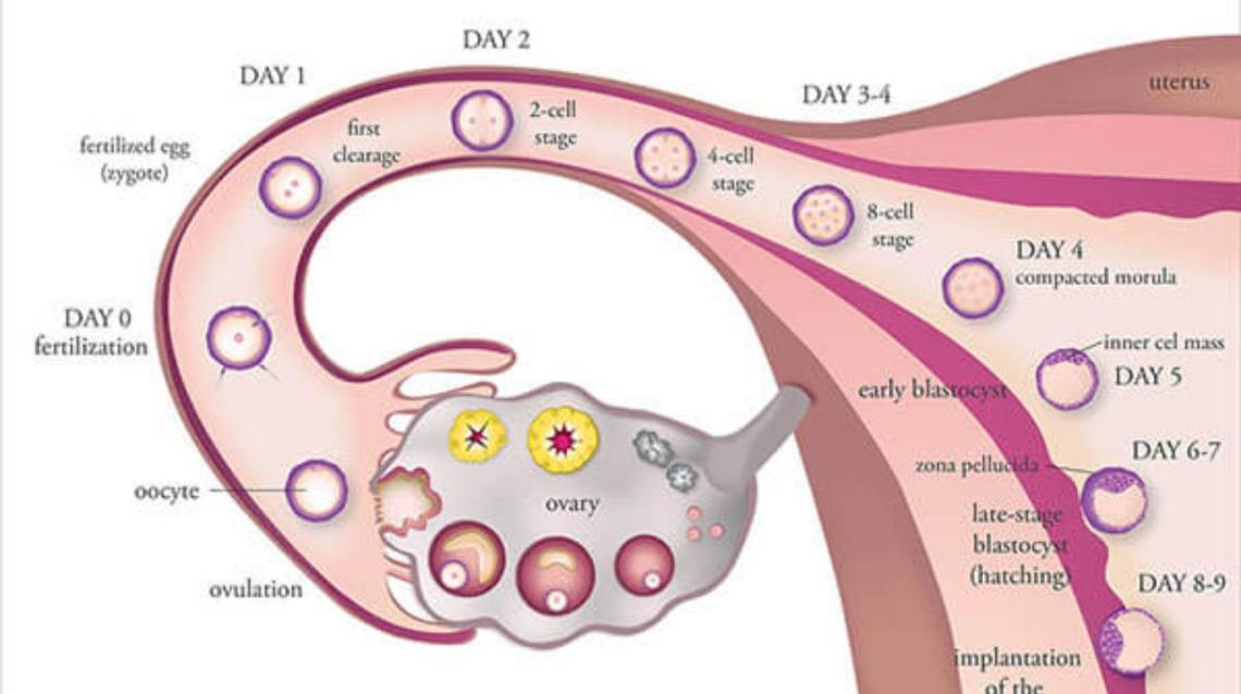 A Brief About Ovulation Induction India Ivf Fertility Center (Noida
